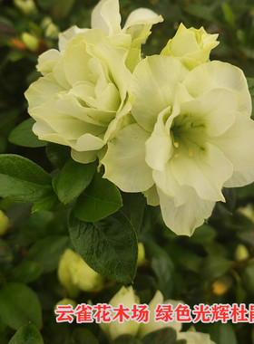绿色光辉杜鹃花精美绿色花朵庭院阳台客厅盆栽花卉四季多季鹃品种