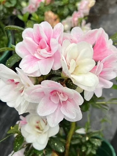 心动黄金杜鹃花室内外好养盆栽花卉花园庭院阳台客厅绿植四季鹃