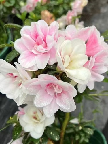 心动黄金杜鹃花室内外好养盆栽花卉花园庭院阳台客厅绿植四季鹃