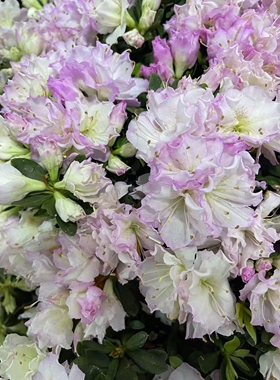 东洋鹃大河之春久留米花卉仙美粉色大和之春杜鹃盆栽耐寒耐热品种