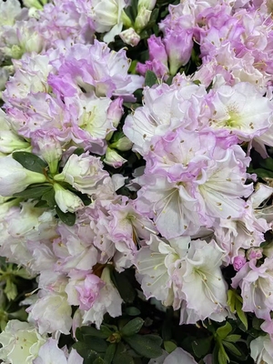 东洋盆栽客厅阳台冬春粉色系仙美