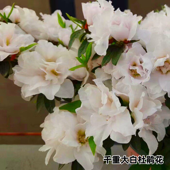 杜鹃阳台庭院客厅春季粉白色重瓣