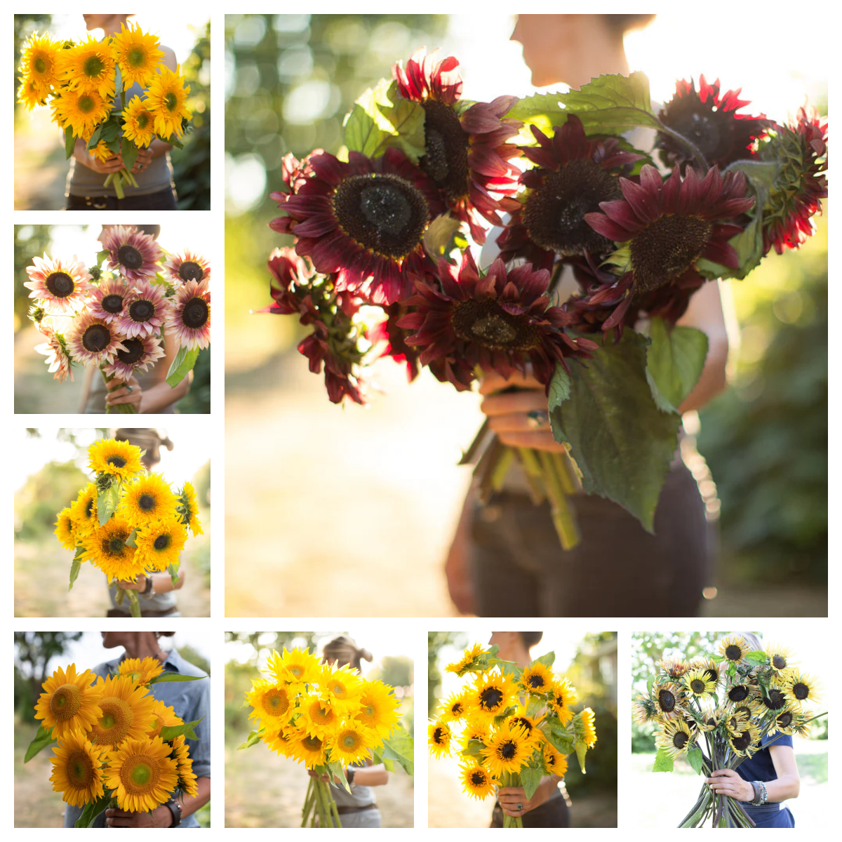 进口观赏向日葵 矮生分枝型品种合集【3】 耐热盆栽夏播