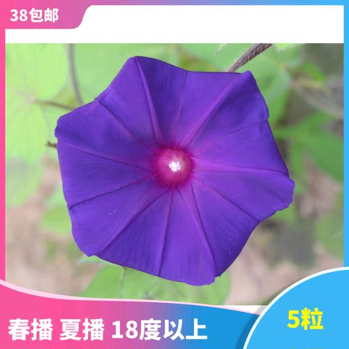 日系朝颜素材模板 日系朝颜图片下载 小麦优选