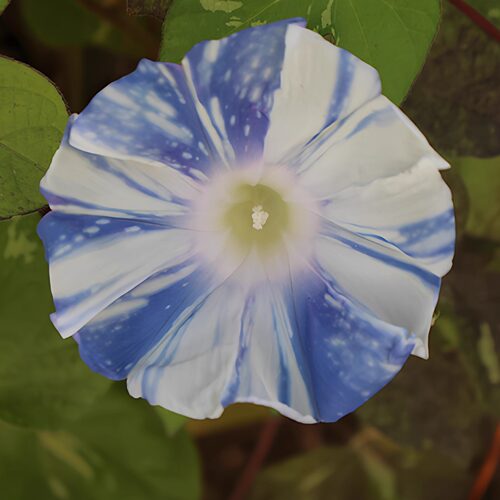 日系朝颜 肥后朝颜 青斑入千鸟叶 矶千鸟