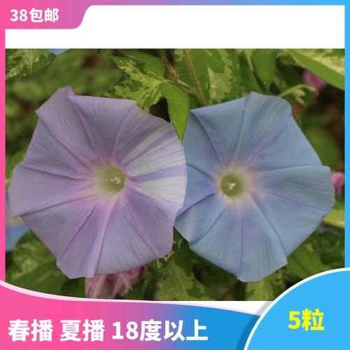 日系朝颜素材模板 日系朝颜图片下载 小麦优选