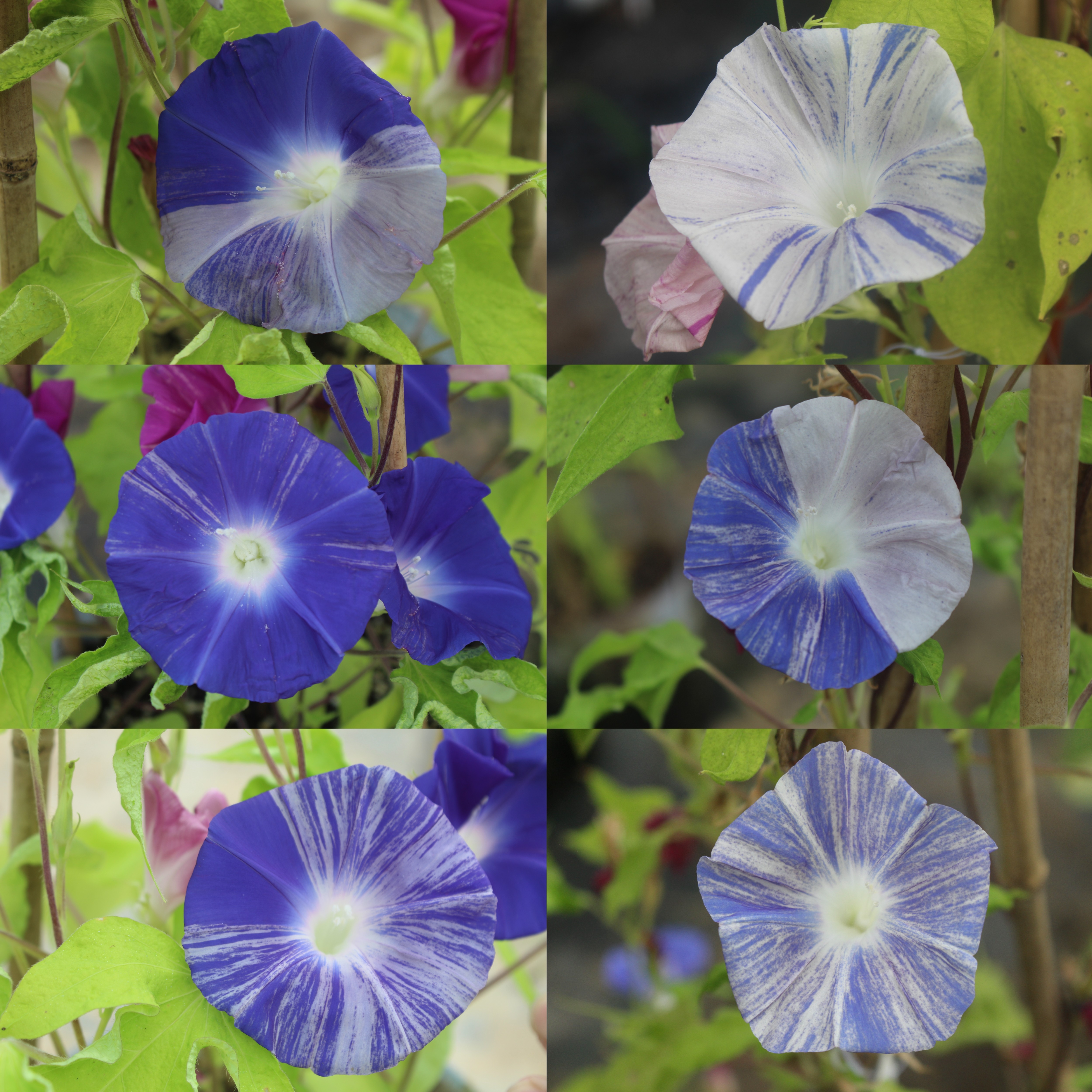日系朝颜 爬藤牵牛花 鼠地琉璃桌面绿植
