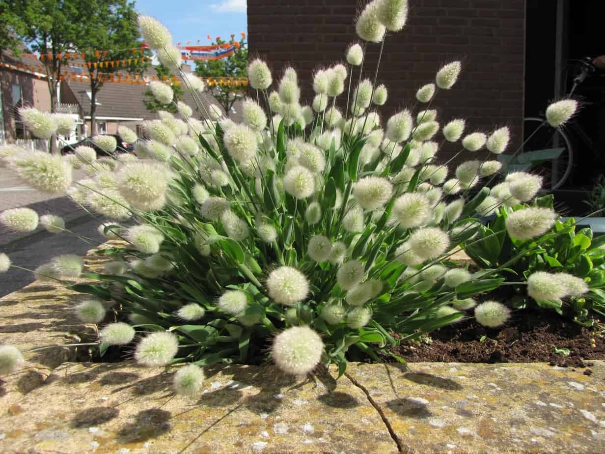 国产一年生观赏草 干花素材 兔子尾巴 兔尾草 干花素材