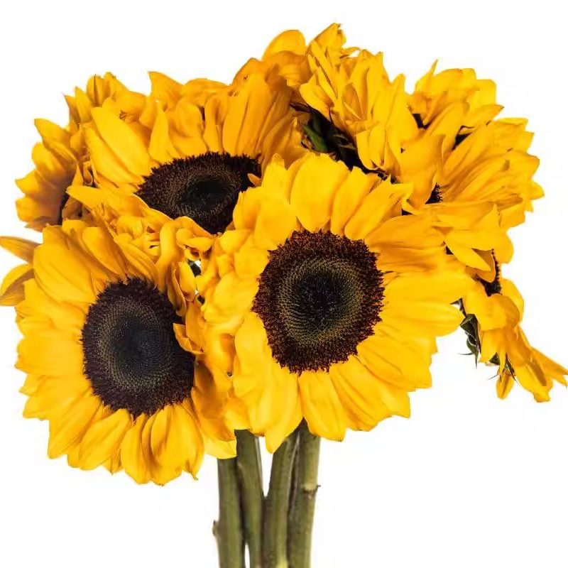 日本进口观赏向日葵 切花型 文森特2精选 vincents 2 choice