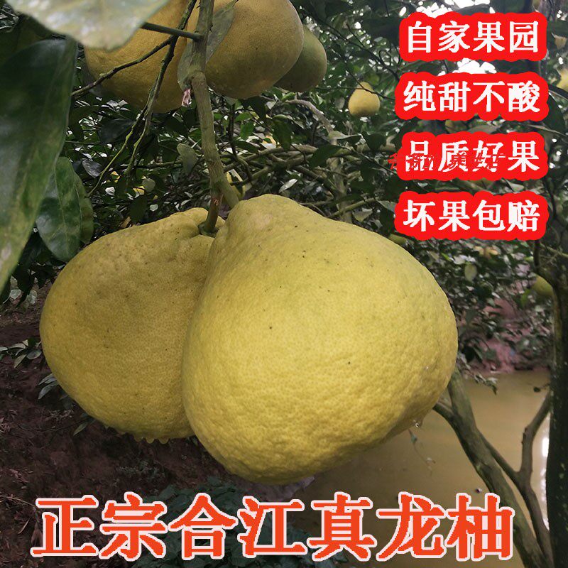 正宗孕妇水果新鲜柚子