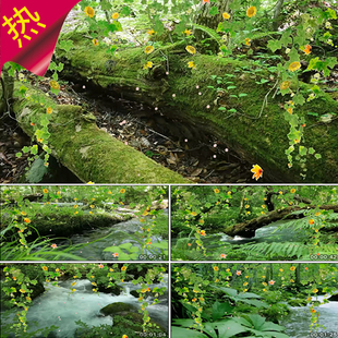 诗歌朗诵 苔 小溪河流大自然 苔藓森林树林 视频素材 梁俊唱古诗