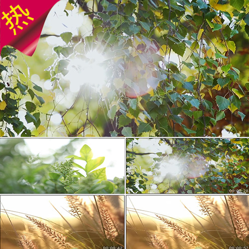 唯美小清新 清晨阳光光斑树叶草丛 狗尾巴草 花草树木 视频素材