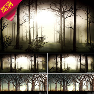 树林森林 阳光 灰色树林 黑树 视频素材 剪影树 意境梦境幻境