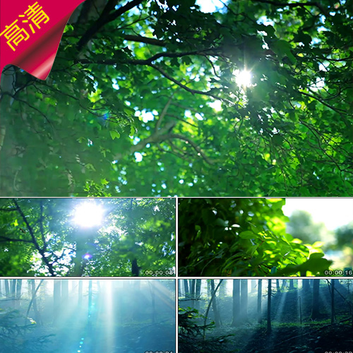 清新树叶清晨  森林阳光空镜头 唯美树林 绿色环保 实拍视频素材