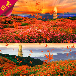 山丹丹花开红艳艳 阿宝 配乐成品 陕北民歌 宝塔山 山花 视频素材