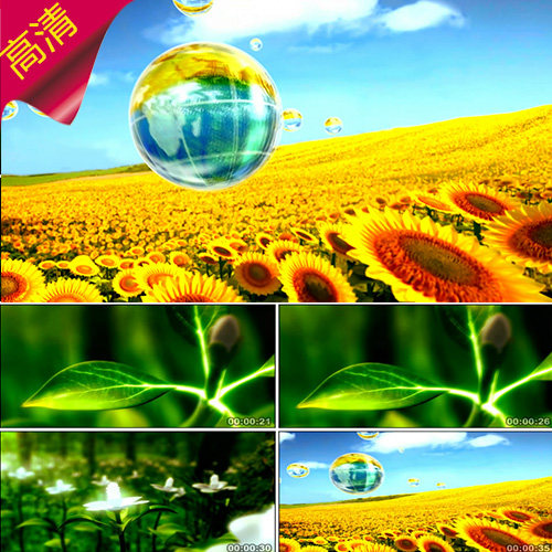 小树发芽长大 清新水滴 3D 环保环境  向日葵花海 视频素材