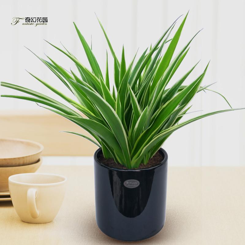 青岛金边吊兰盆栽绿萝盆栽植物净化空气防辐射吸甲醛水培绿植