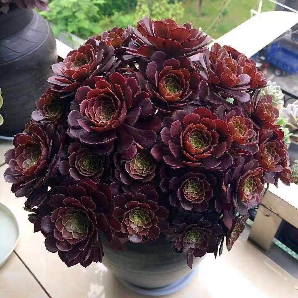 黑法师盆栽 大型多肉植物黑美人耐寒植物莲花掌 青岛开车送货上门