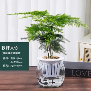 水培文竹云松1盆高度20厘米 桌面盆栽