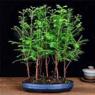 南洋杉树盆景 小款宽约25cm/高约35cm 大款宽约35cm/高约40cm