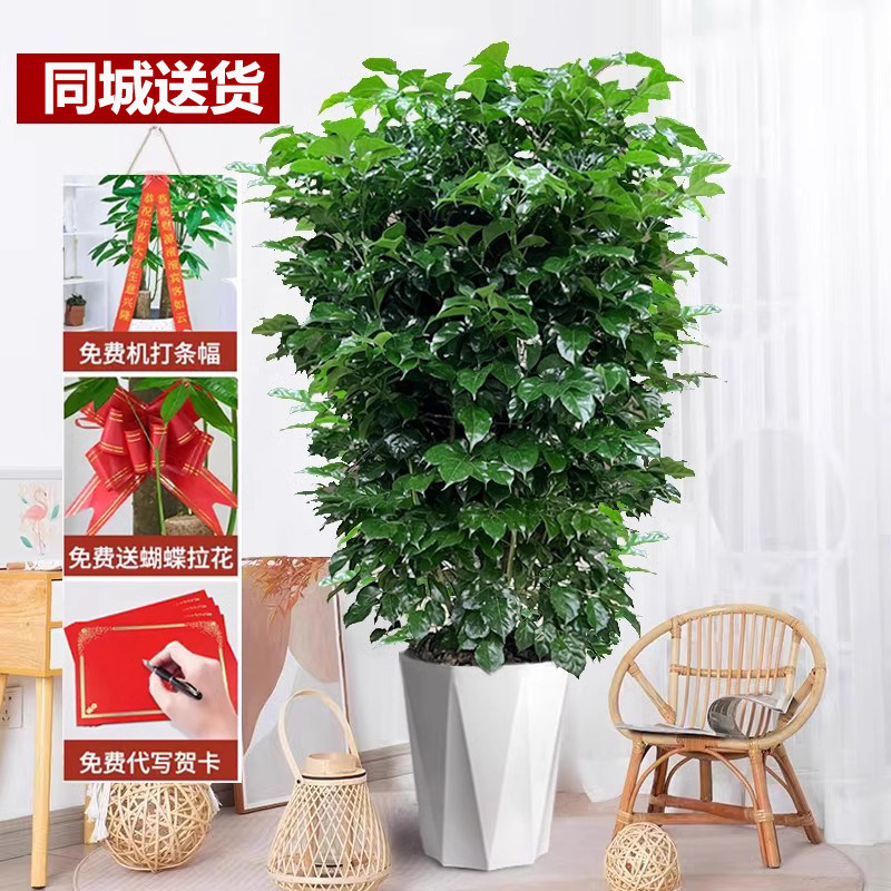大型幸福树盆栽绿宝1.6米青岛南京苏州无锡昆山西安成都送货上门