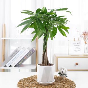 小发财树盆栽1盆 五辫子造型款 高度30-40厘米 桌面盆栽