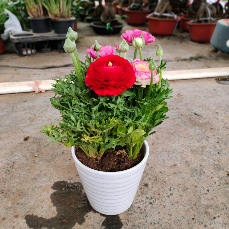 芹叶牡丹盆栽 春季开花多色植物 办公室内庭院客厅书房阳台植物