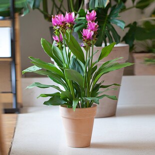 鸿运荷花盆栽 姜荷花佛诞花多年生花卉 桌面观赏红色阳台窗台植物