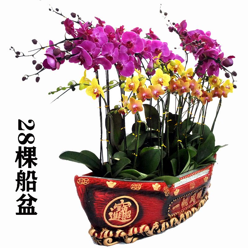 蝴蝶兰大型组合盆栽 28支/盆 一帆风顺大船花盆 青岛开车送货