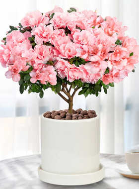 粉杜鹃冠幅40cm大盆栽 带花苞四季观花植物 年宵花卉同城开车送货