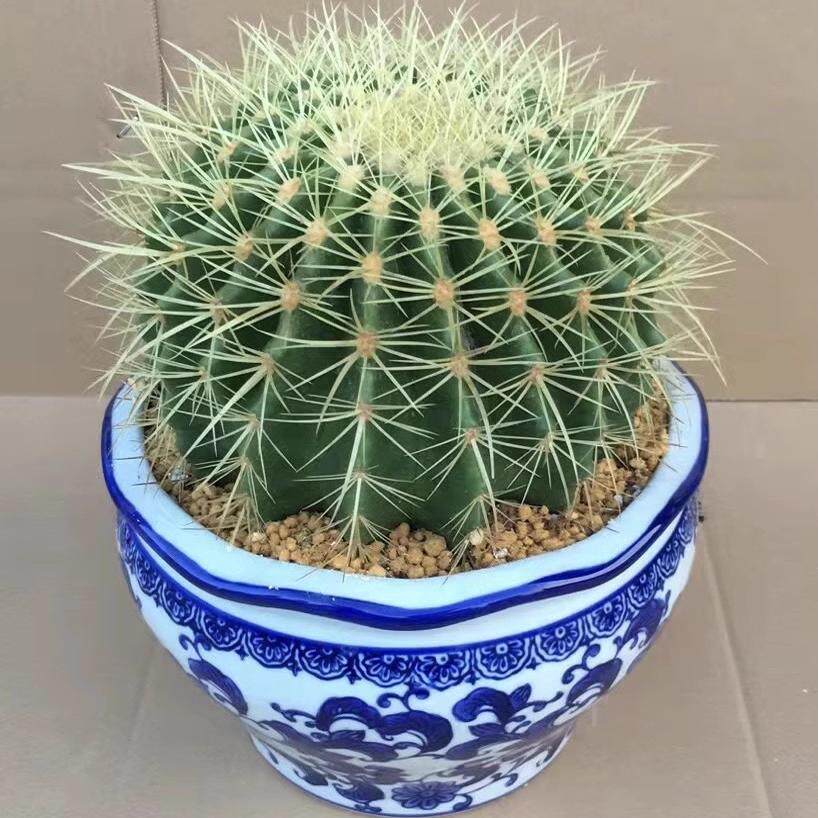 大金虎仙人球盆栽冠幅20多厘米 防辐射耐干旱易成活 金琥仙人掌