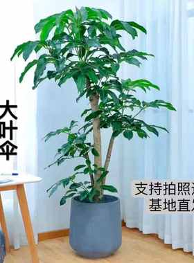 大型盆栽招财树植物室内乔迁绿植