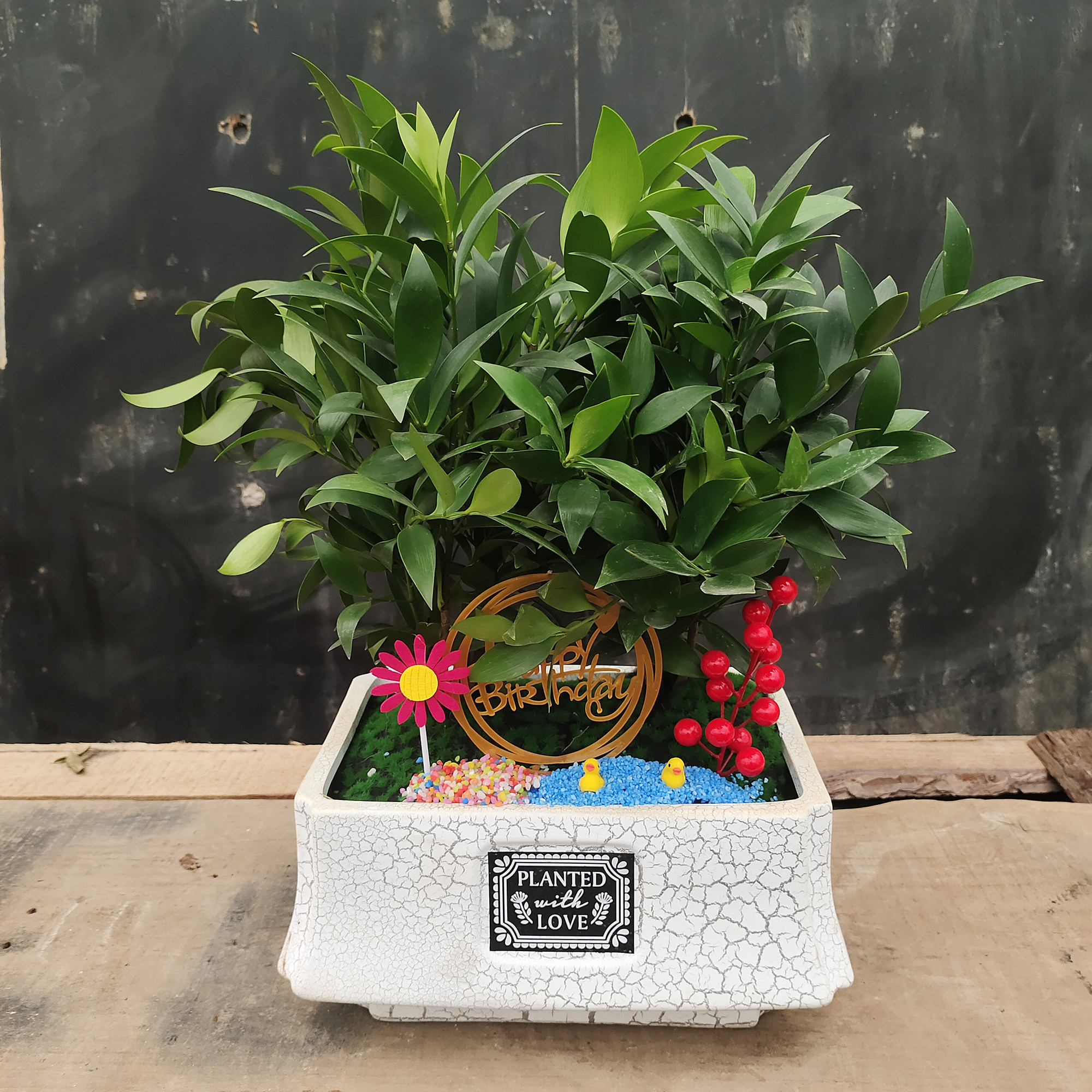 大型长寿竹盆栽 平安竹柏植物四季常绿 送礼祝福造型盆景青岛送货