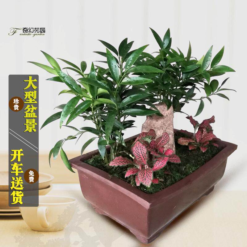 青岛长寿竹盆栽绿色竹柏盆景室内植物四季常长寿竹造型大盆景送货