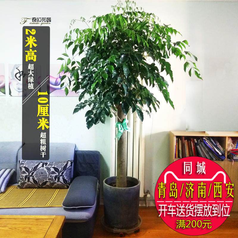 大幸福树盆栽绿宝高2米青岛南京苏州无锡昆山西安成都送货上门