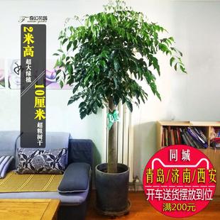 青岛2米高大幸福树盆栽绿宝绿植客厅办公室内花卉粗树干观叶开花