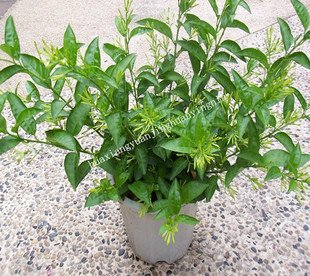 特价夜来香花苗 夜香树盆景 盆栽花卉 \ 当年开花庭院观赏