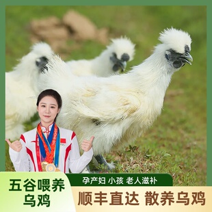 田园居白凤乌鸡2-2.5斤/只生鲜现杀冷冻新鲜五谷喂养整只土乌鸡