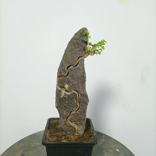 小叶榔榆附石盆景泥石熟桩榆树老桩一物一拍办公室阳台花卉绿植