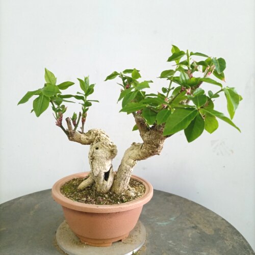 老桩盆景石榴黄荆金弹子迎春杂木盆景一物一拍办公桌茶台绿植花卉