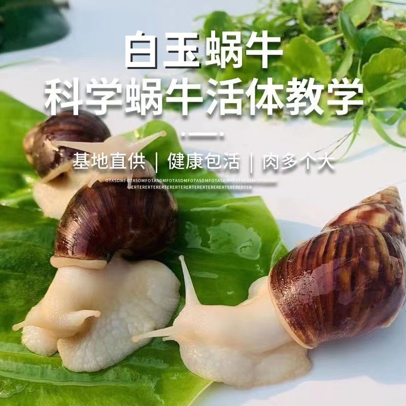 宠物白玉蜗牛科学实验套餐