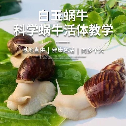 宠物白玉蜗牛科学实验套餐