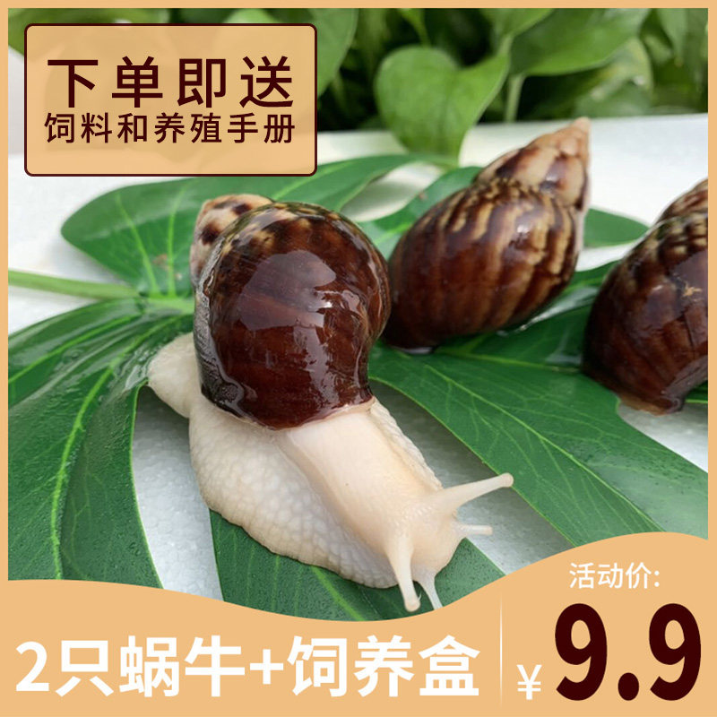 蜗牛活体宠物白玉蜗牛巨型美容蜗牛宠物活体蜗牛观赏蜗牛教学蜗牛|msdalam kategori haiwan peliharaan/makanan haiwan dan bekalan, Aquarium World, skru - dari Buy2taobao.com untuk memberikan perkhidmatan ejen Taobao profesional membeli