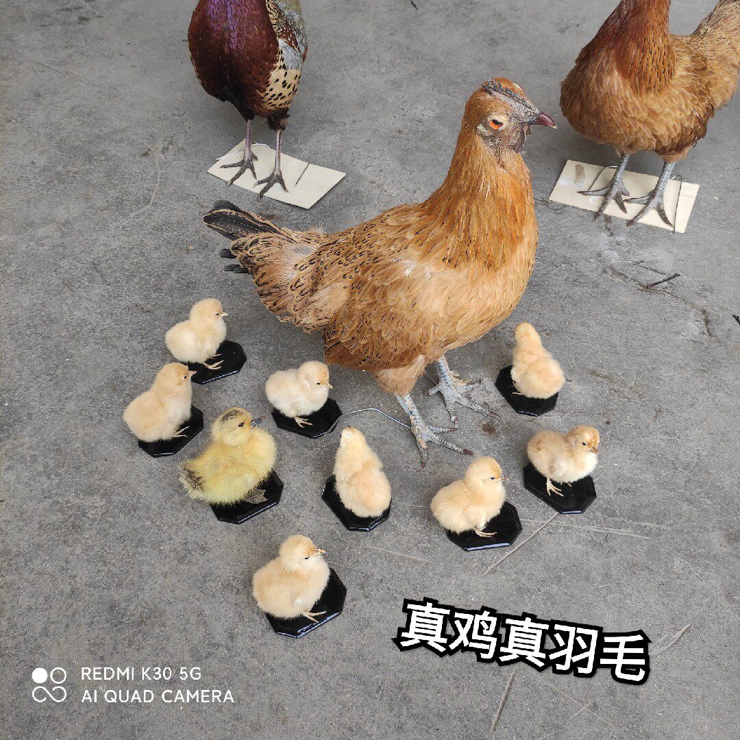 小鸡标本母鸡标本出克小计模型拍摄道具代做各类标本山鸡标本