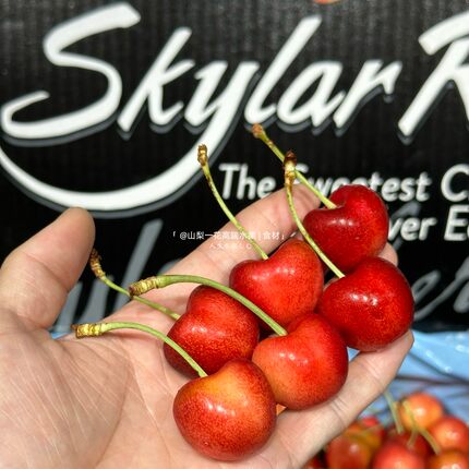 美国进口斯凯拉雷Skylar Rae 黄车厘子3J大果原箱发货顺丰包邮
