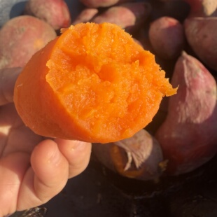 梅州蕉岭新鲜红薯高山红薯正宗黄沙番薯番薯红薯紫薯西瓜红薯地瓜