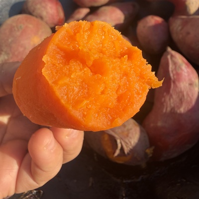 梅州蕉岭新鲜红薯高山红薯正宗黄沙番薯番薯红薯紫薯西瓜红薯地瓜