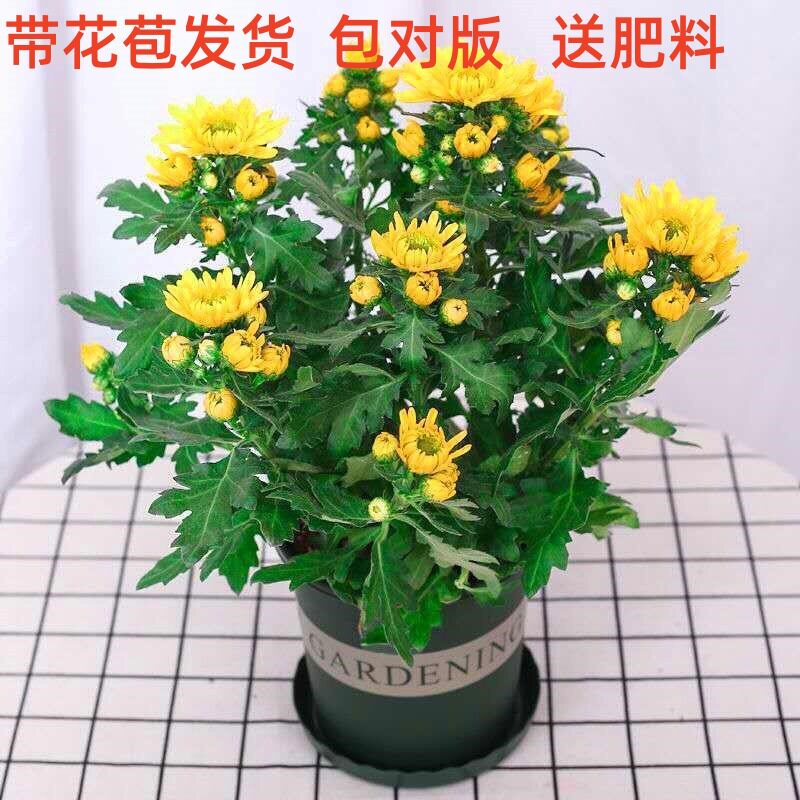 菊花苗大菊花盆栽带花苞室内外庭桌面绿植