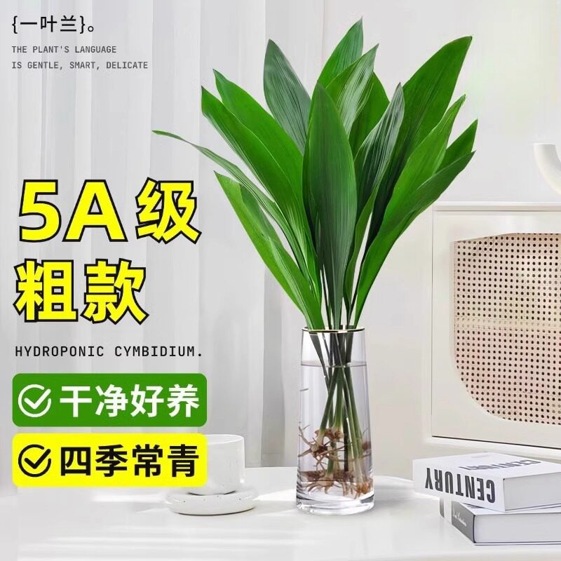 一叶兰水培绿植物室内盆栽客厅大叶一叶兰办公桌面净化空气大绿植图片