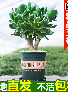 室内净化空气绿植花卉四季玉树盆栽玻璃翠燕子掌大多肉植物